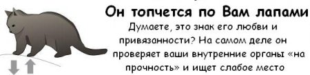 Как узнать, что ваш кот хочет вас убить