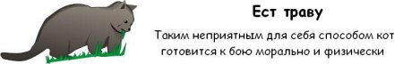 Как узнать, что ваш кот хочет вас убить