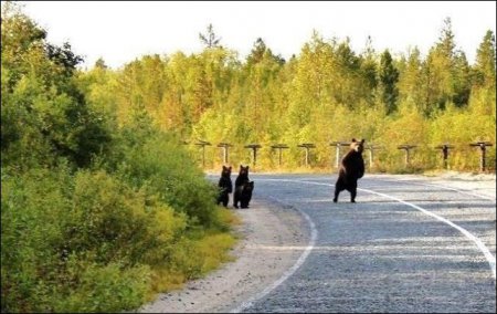 В мире животных: семейные портреты