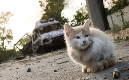 Война на Востоке Украины. ФОТО