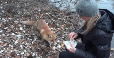 Дикая лисица на козацком острове Хортица стала есть из рук. ВИДЕО