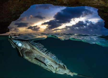 Самые лучшие снимки National Geographic за 2014 год