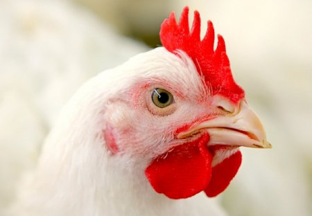 В Украину запретили ввоз мяса птицы из трех стран ЕС