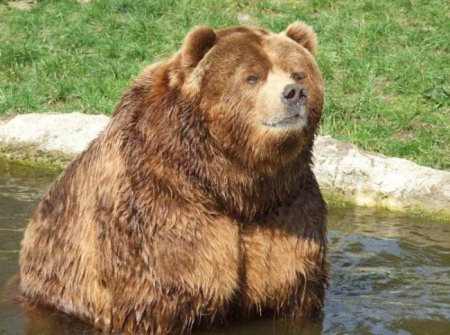 Бурые медведи вернулись в Чернобыль