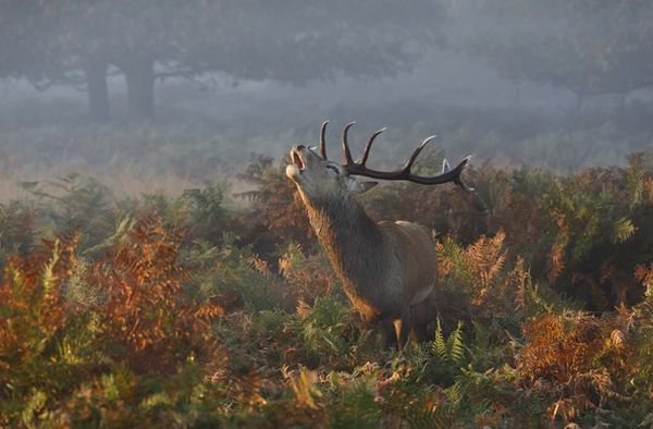 Объявлены победители фотоконкурса National Geographic. (фото)