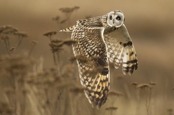 Объявлены победители фотоконкурса National Geographic. (фото)