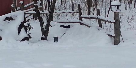 Белка объелась забродившими яблоками. ВИДЕО