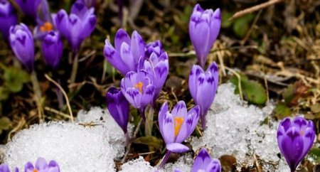 На Закарпатье во всю цветут крокусы . ФОТО