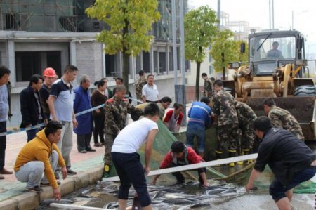 Рыбное место - одна из дорог в Китае усеяна живой рыбой. ФОТО