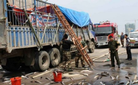 Рыбное место - одна из дорог в Китае усеяна живой рыбой. ФОТО