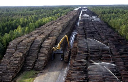 Вырубка лесов даст ничтожно малый урожай