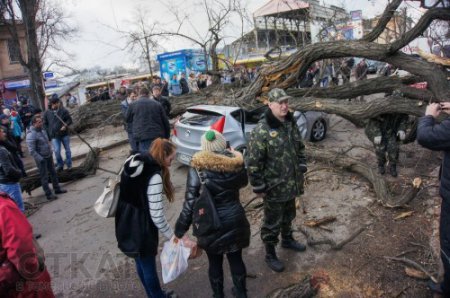 В Одессе в результате падения дерева пострадали три человека