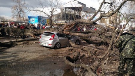 В Одессе в результате падения дерева пострадали три человека