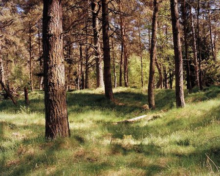 Проверка внимательности: Найди на фото снайпера