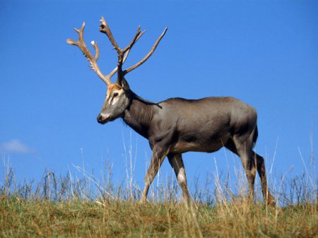На Пасху в заповеднике «Аскания-Нова» родился уникальный вид оленя