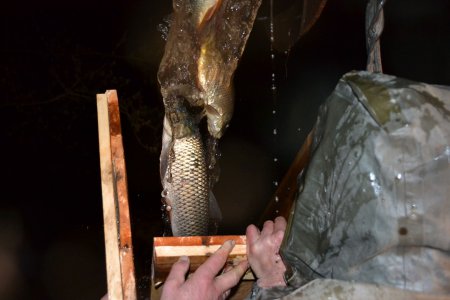 В водоемах на Сумщине выращивают великолепных карпов и белых амуров