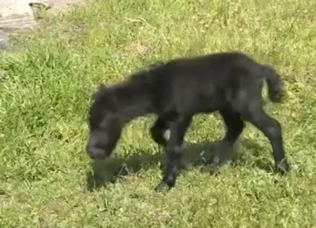 В Бердянске родился фартовый пони Гарик (ТВ, Видео)