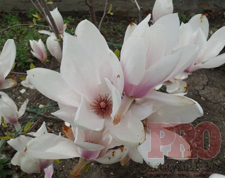 На берегу Азовского моря расцвела сказочная магнолия. ФОТО