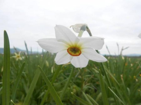 На Закарпатье распустились цветы одного из семи чудес Украины. ФОТО