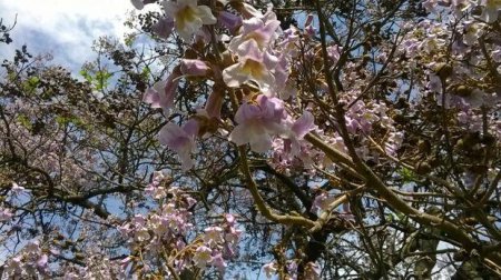 На Закарпатье во всю цветут адамовы деревья. ФОТО