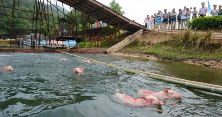 В Китае устраивают соревнования по заплыву свиней. ФОТО