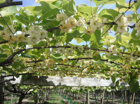 С чего начинается кофе: привычные нам продукты до сбора урожая. ФОТО