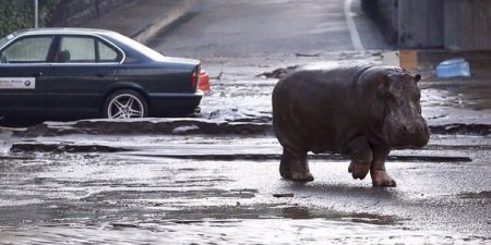 Наводнение в Тбилиси смыло городской зоопарк. ВИДЕО