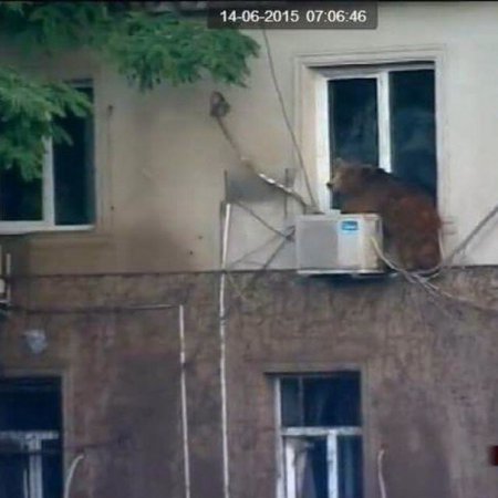 Наводнение в Тбилиси смыло городской зоопарк. ВИДЕО