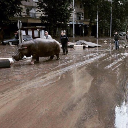 Наводнение в Тбилиси смыло городской зоопарк. ВИДЕО