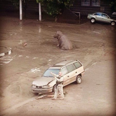 Наводнение в Тбилиси смыло городской зоопарк. ВИДЕО