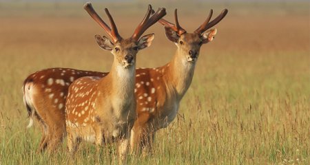 Пока Крым в оккупации, туристы едут в Асканию-Нову