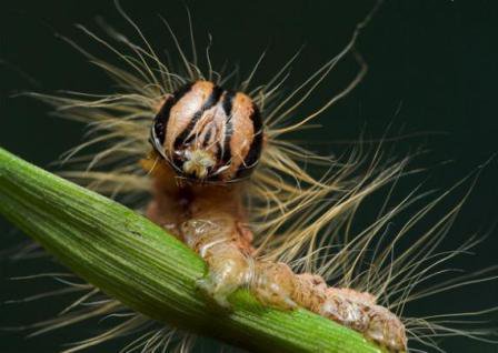 Трупы насекомых трава использует как свою защиту