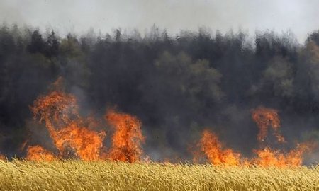 В Одесской области огонь уничтожил 20 га пшеницы