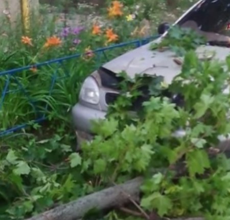 В Харькове дерево покалечило мать с младенцем (ТВ, видео)