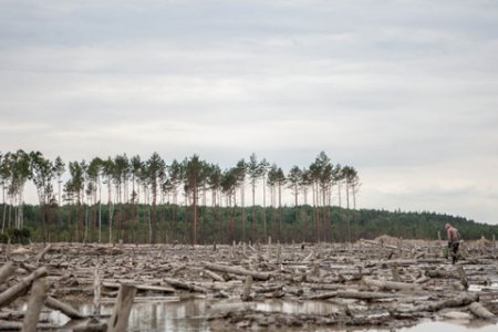 В Украине все янтарные 