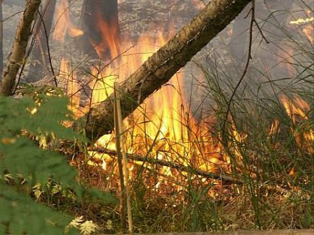 Под Керчью выгорел заповедник