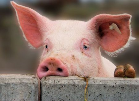 Африканская чума свиней уже на Черниговщине