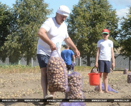 Александр Лукашенко вместе с сыном собрали урожай картошки. ФОТО