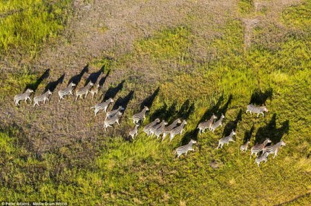 Африканское сафари-селфи с высоты полета. ФОТО