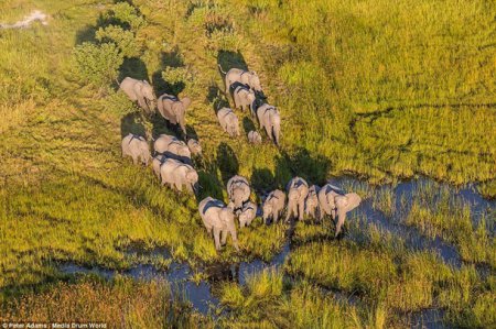 Африканское сафари-селфи с высоты полета. ФОТО