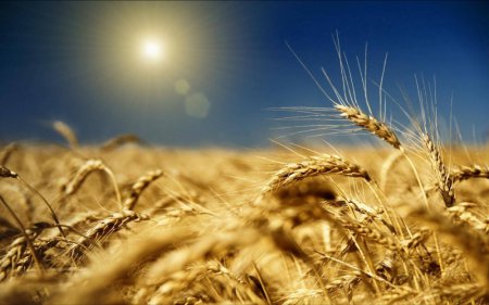 Украина собрала 60 млн тонн зерна (ТВ, видео)