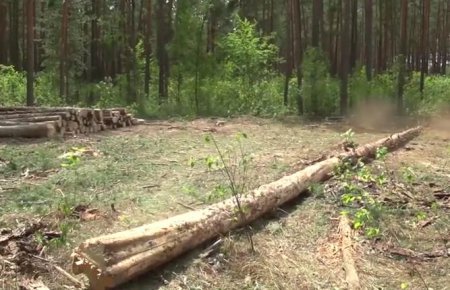 Бізнес по-чорнобильски: деревина вже не радіоактивна (ТБ, Відео)