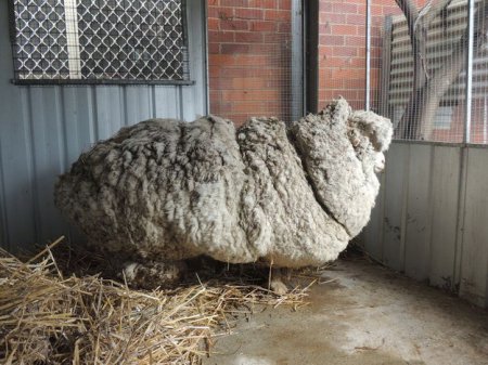 В Австралии установлен новый рекорд: с одной овцы состригли 40 кг шерсти. ФОТО