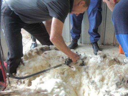 В Австралии установлен новый рекорд: с одной овцы состригли 40 кг шерсти. ФОТО