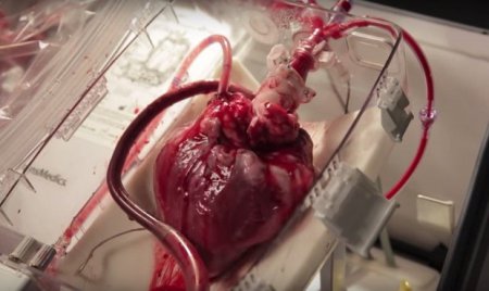 Ученые смогли заставить сердце биться без тела. ВИДЕО