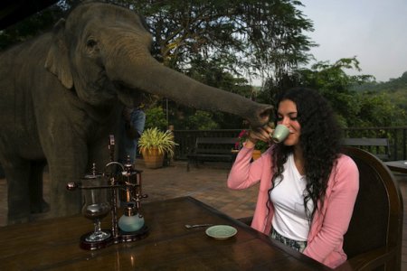 Самый дорогой кофе в мире делают из экскрементов слона
