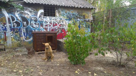 Прохоботи спалили київському собаці дім. ФОТО