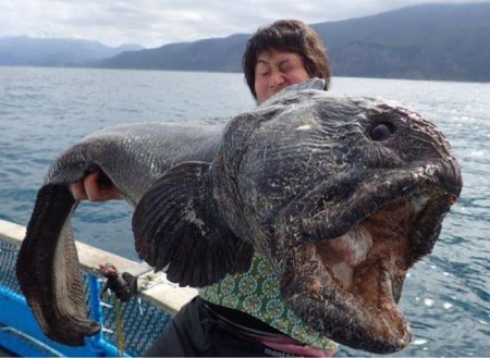 У берегов Фокусимы поймали необычную рыбу. ФОТО