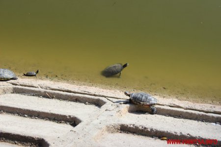Вінницькі лебеді прийняли до себе черепах. ФОТО