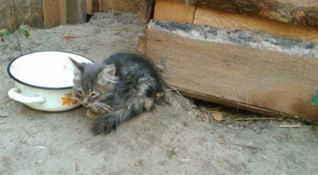 Злі люди вбили під Києвом понад півсотні кошенят. ФОТО